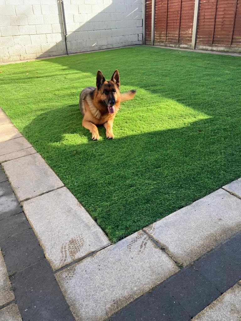 artificial grass suitable for dogs