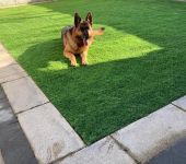 artificial grass suitable for dogs